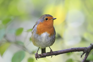 red bird Robin sitting on tree in Park tree