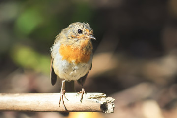 red bird Robin sitting on tree in Park tree