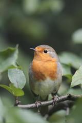 red bird Robin sitting on tree in Park tree