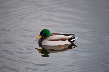 prächtiger Erpel auf einem See