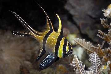Banggai-Kardinalbarsch (Pterapogon kauderni)