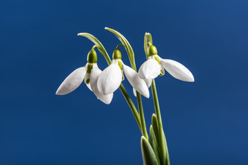 Snowdrop. Snowdrop on colorful background.
