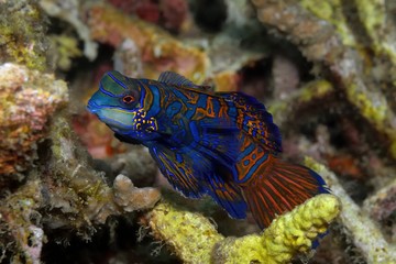Mandarinfisch (Synchiropus splendidus) im Korallenriff