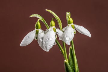 Snowdrop. Snowdrop on colorful background.
