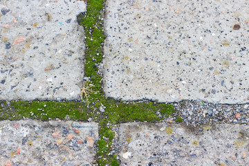 moss between concrete paving slabs