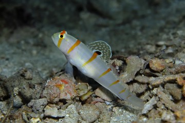 Randalls Partner Grundel (Amblyeleotris randalli)