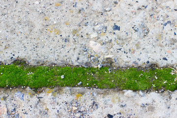 moss between concrete paving slabs