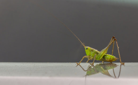 Grilo verde.