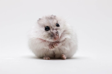 White little hamster