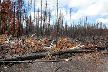 Natur nach einem Waldbrand
