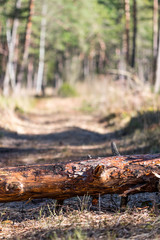 Baumstamm im Zauberwald mit Feen