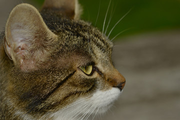 cat poses for a portrait