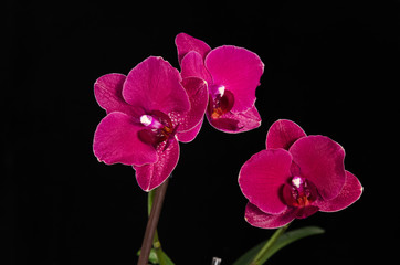 Fototapeta na wymiar orchid flower on black background