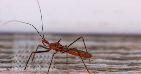 Inseto com espinhos.
