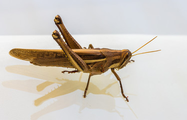Grilo marrom.