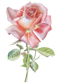 Illustration with red realistic rose.