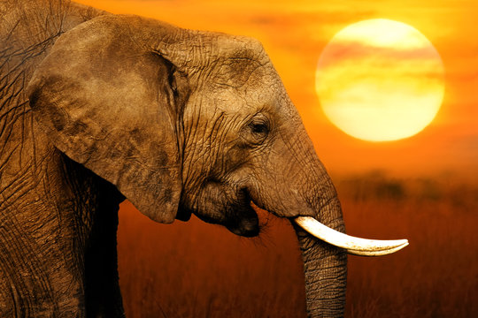 Fototapeta Elephant at  Sunset Background