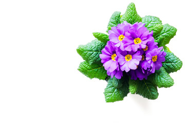 Purple Primula flowers isolated on white background with copy space