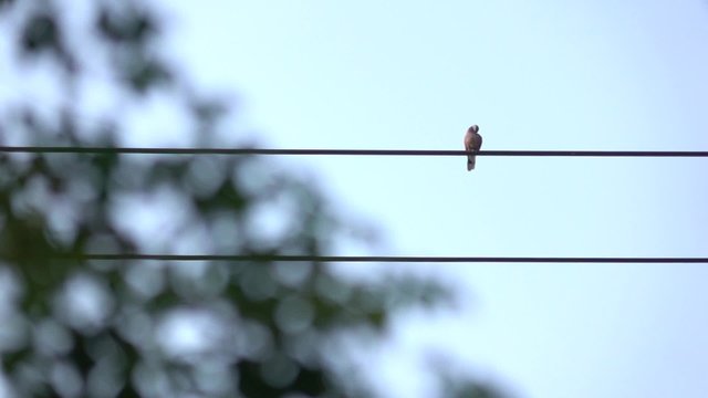 The bird is hanging on wire with blue sky in slow motion shot