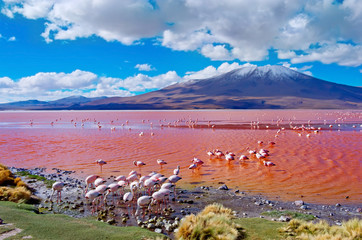 Flamingoes in Laguna Colorada ,  Bolivia