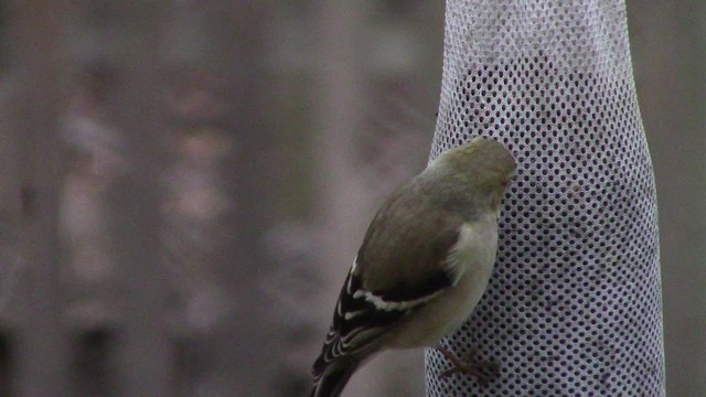 beautiful American goldfinch (Spinus tristis) perched on nyjer seed sock in winter