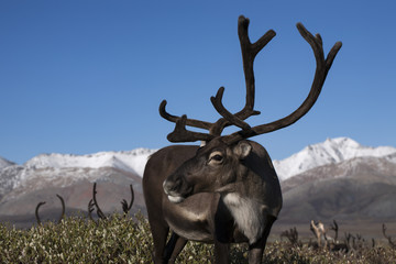 Standing deer and half-turned his head. Yakutia. Russia.