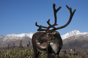 Standing deer and half-turned his head. Yakutia. Russia.