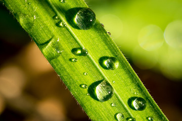 Water droplets on a leaf