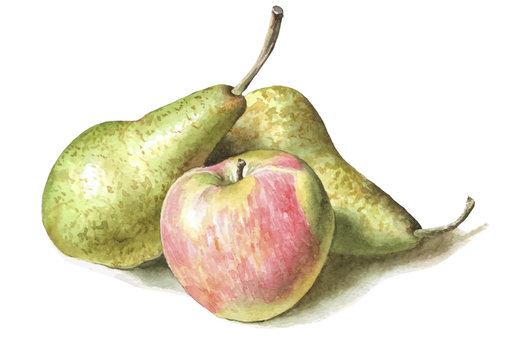 illustration with pears and apples.
