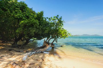 Trees and beach at Koh Chang Island,Thailand