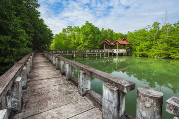 Fototapeta premium Thailand tropical island of Koh Chang. Mangrove grove.
