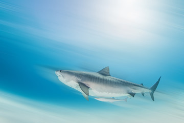 Tiger shark