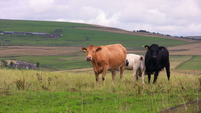 Small group of cows on a hill of rough grass, chewing  the cud while an adjacent cow.  Cinemagraph  - a still image with small section of looping video giving a living feel to the picture.