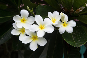 white frangipani tropical flower, plumeria flower blooming on tr