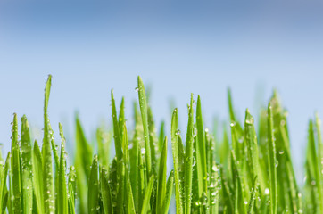 dew on the green grass