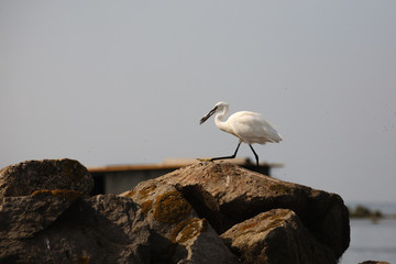 Great egret, birdwatching