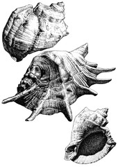 illustration with different realistic seashells