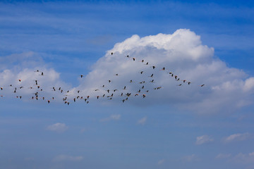 Flock of pink flamingos