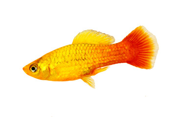 Male marigold platy or Sunset Platy Xiphophorus maculatus tropical aquarium fish