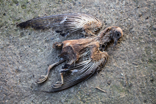 Dead mummified pigeon body lying on the road