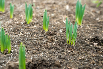 Sprouted spring flowers daffodils in early spring garden