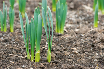 Sprouted spring flowers daffodils in early spring garden