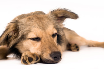 Cute mixed breed dog portrait