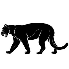 puma with huge tusks 