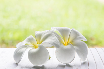 fleur tropicale de frangipanier blanc, fleur de plumeria qui fleurit sur tr