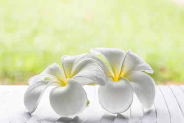 Zelfklevend Fotobehang witte frangipani tropische bloem, plumeriabloem die op tr . bloeit © krsprs