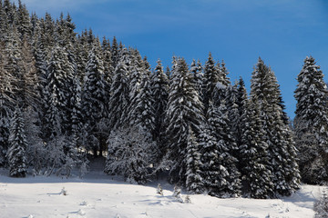 Verschneite Winterlandschaft in den Bergen, Winterwald mit schneebedeckten Bäumen