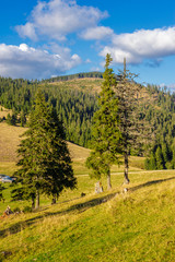 Fototapeta na wymiar coniferous forest on a mountain slope