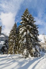 Verschneite Winterlandschaft in den Bergen, schneebedeckte Bäume