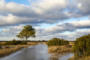 Ice covered grassland trail